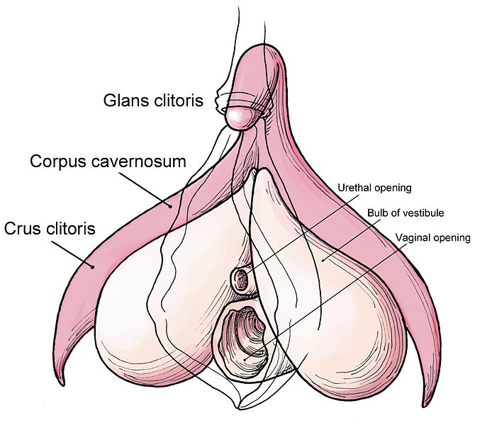 Asian Lesbians Deep Licking in Pink Clitoris.